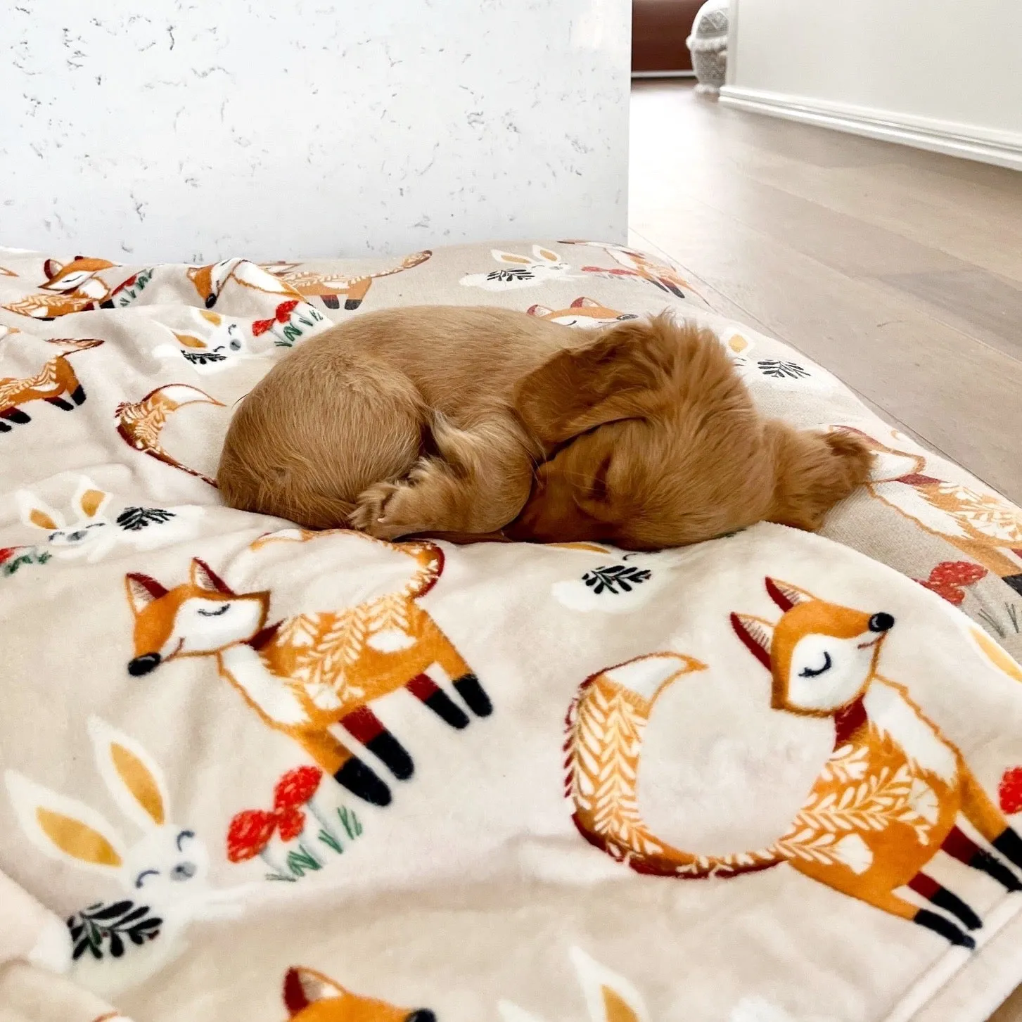 Foxy Tales - Designer Pet Blanket